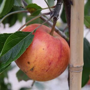 Malus domestica 'Cox's Orange Pippin' (D) 150-175 cm